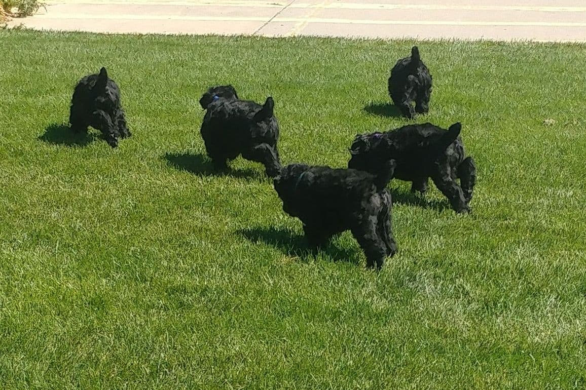 Black Powder Kennel - Female Available breeder image 11