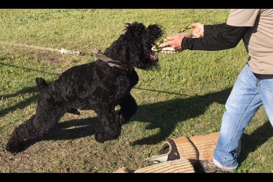 Black Powder Kennel - Female Available breeder image 10