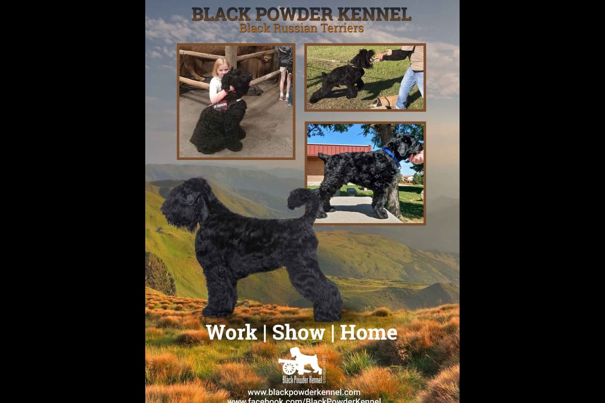 Black Powder Kennel - Female Available breeder image 1