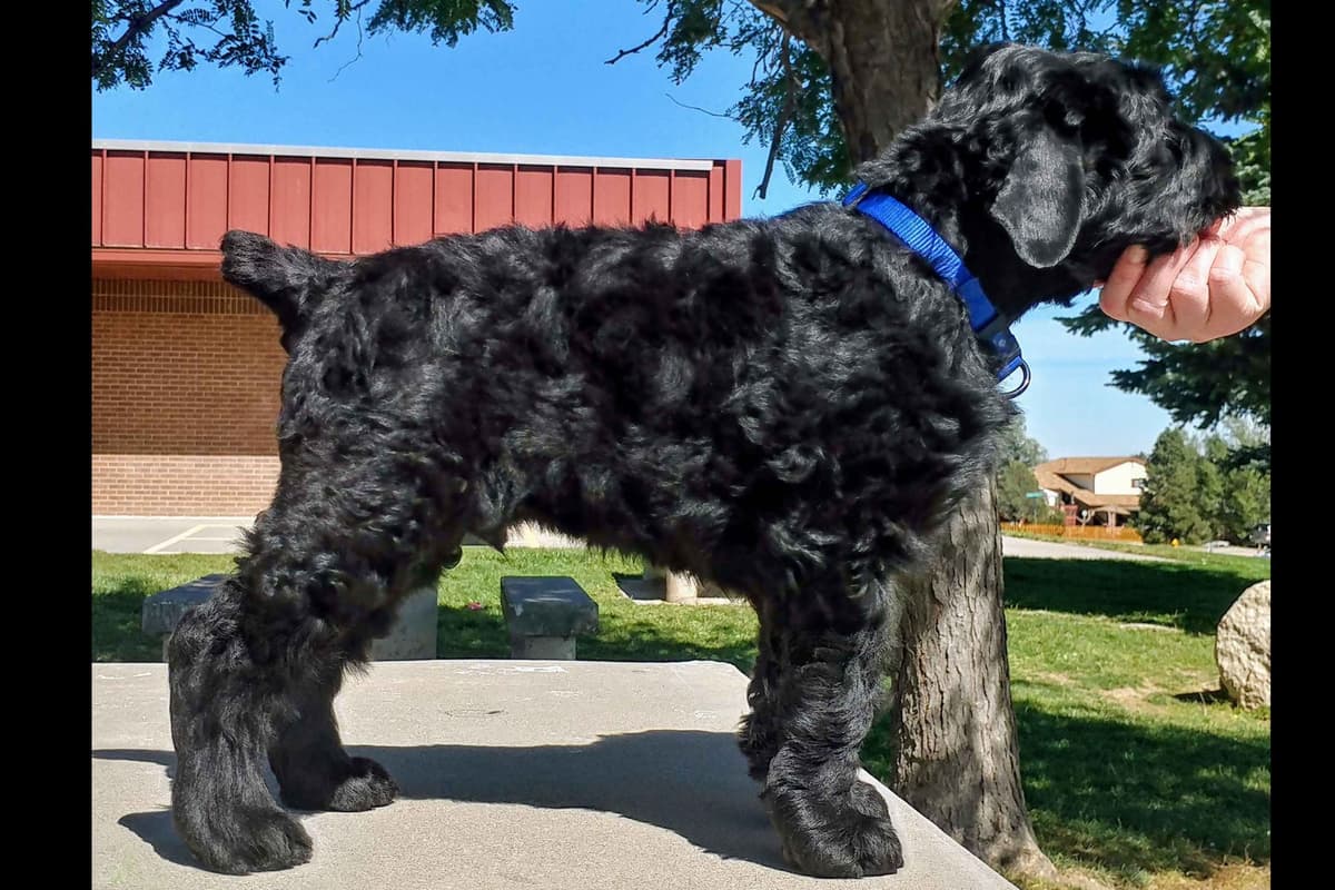 Black Powder Kennel - Female Available breeder image 6