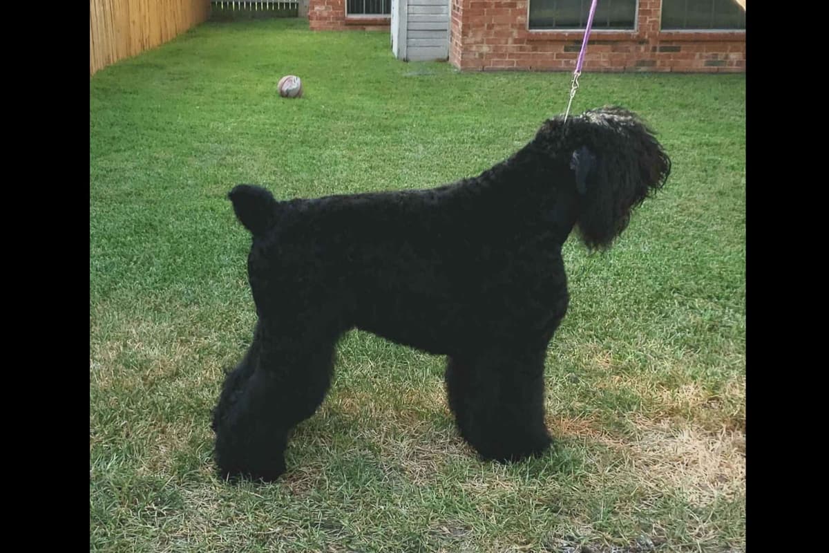 Black Powder Kennel - Female Available breeder image 4