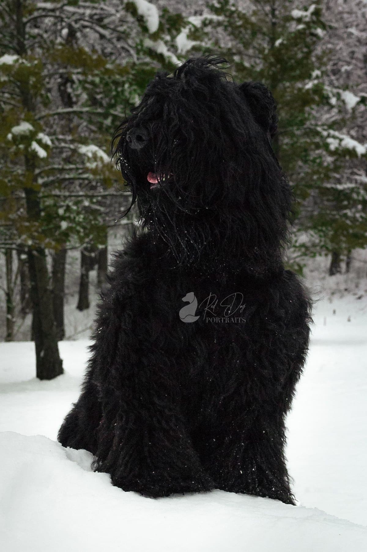 Black Powder Kennel - Female Available breeder image 13