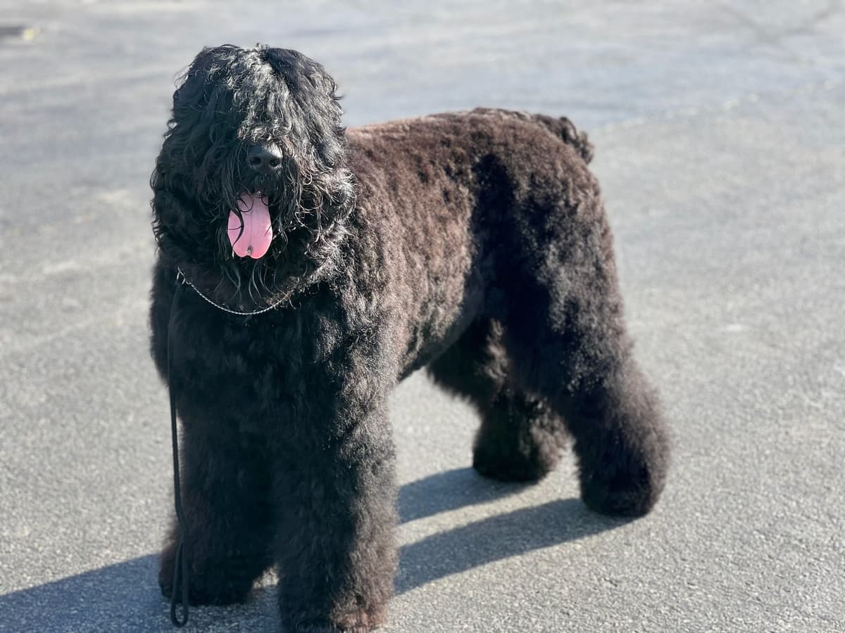 Black Powder Kennel - Female Available breeder image 17