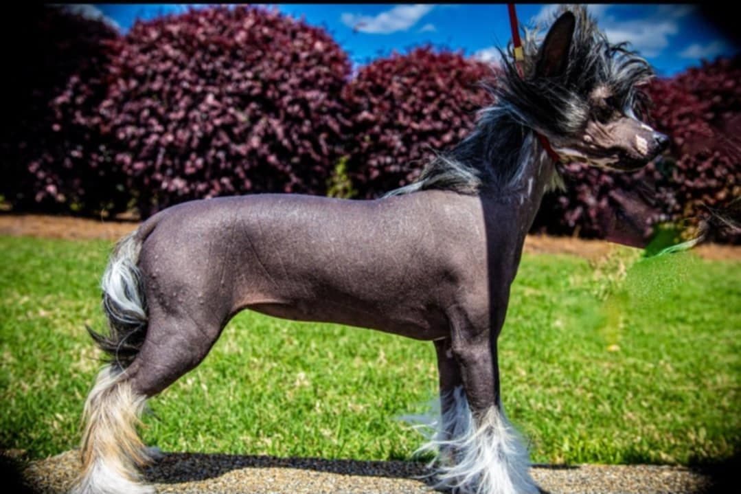 Black Powder Kennel - Female Available breeder image 25