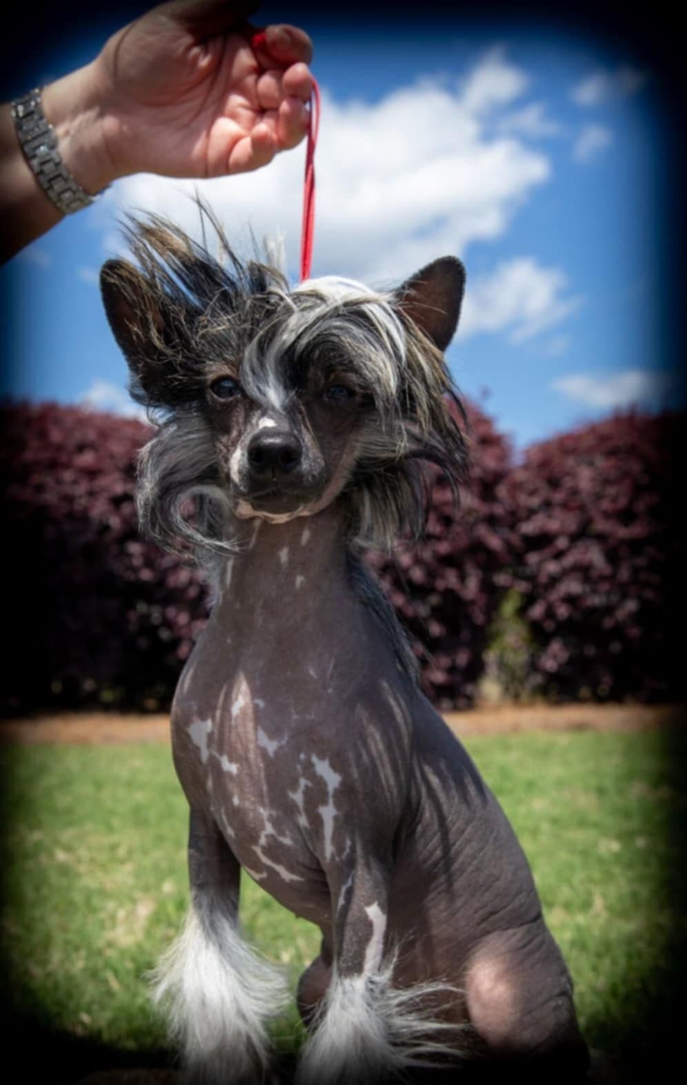 Black Powder Kennel - Female Available breeder image 24