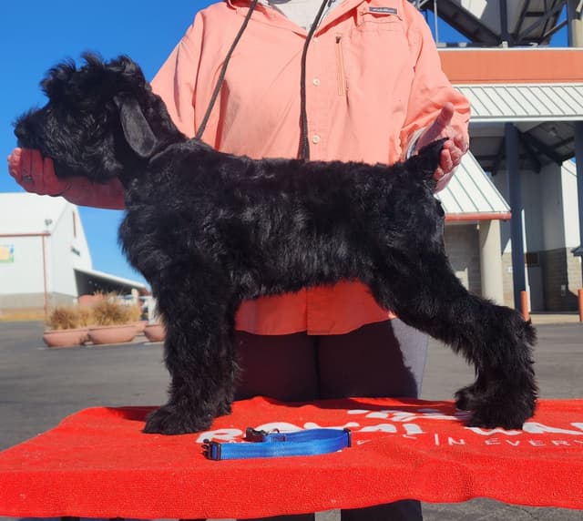 Black Powder Kennel - Female Available media 4