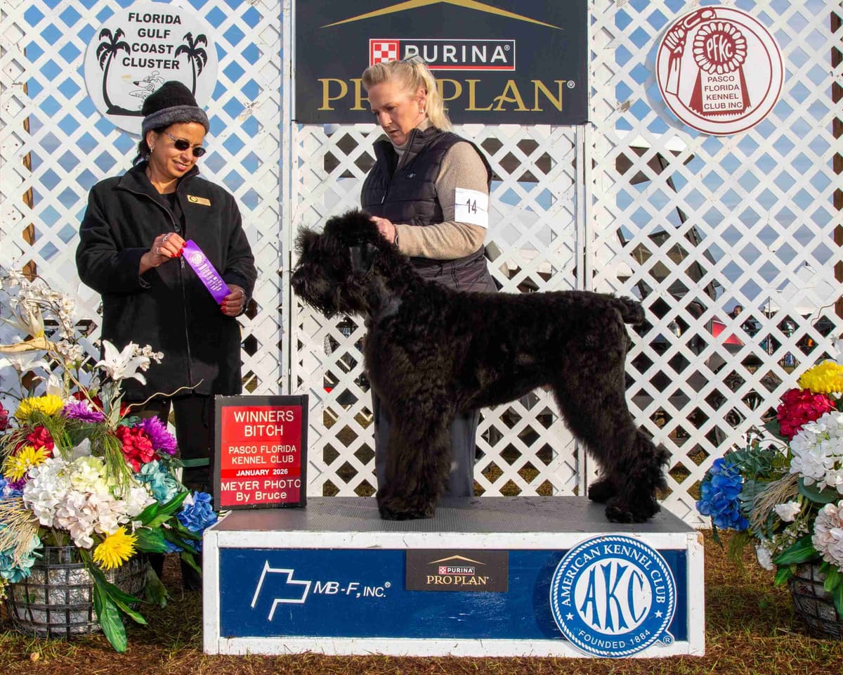 Black Powder Kennel - Female Available breeder image 19