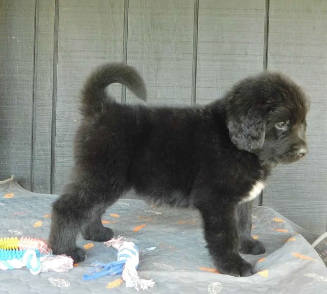 Newfoundland Puppies media 3
