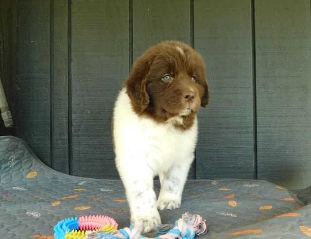 Newfoundland Puppies media 6