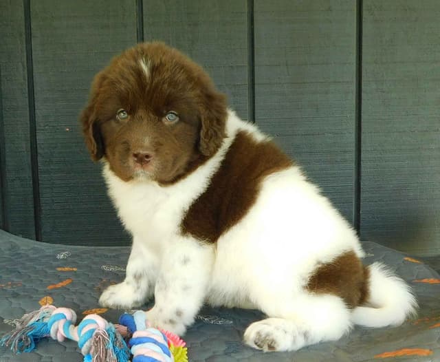 Newfoundland Puppies media 7