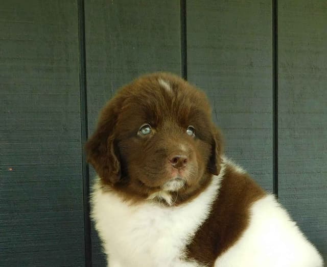 Newfoundland Puppies media 8
