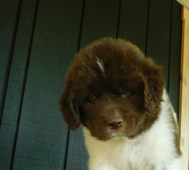 Newfoundland Puppies media 9