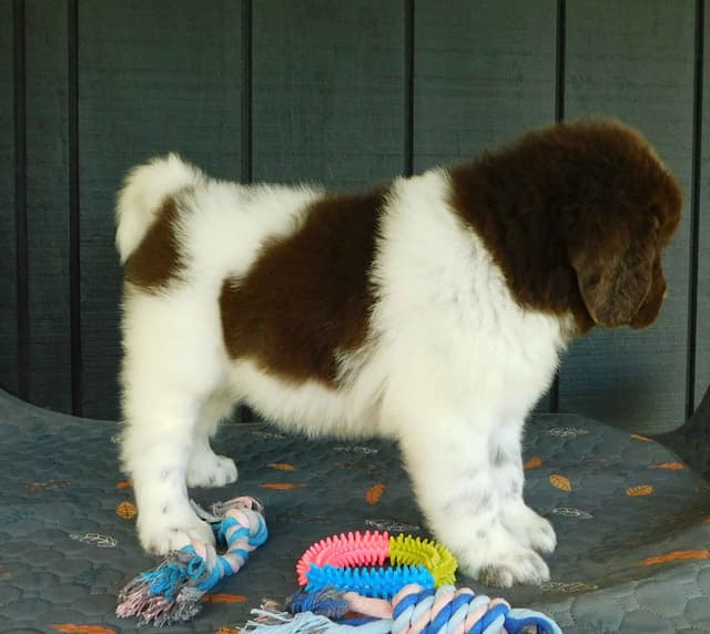 Newfoundland Puppies media 10