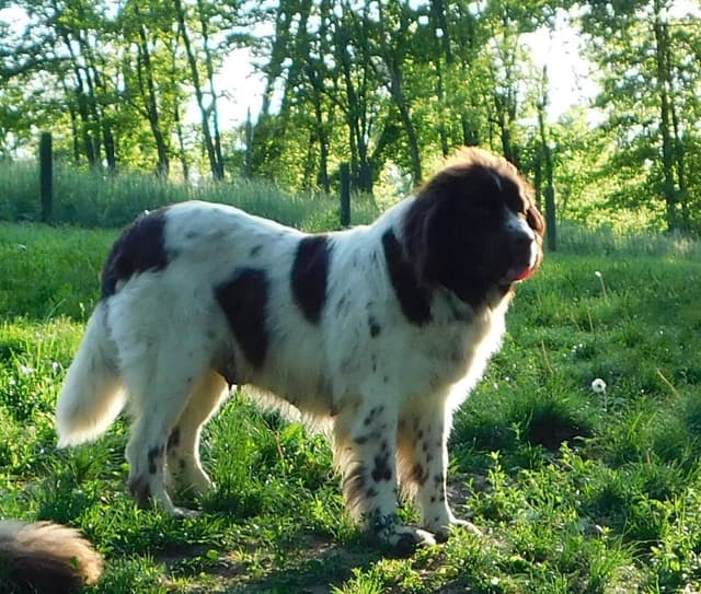 Newfoundland Puppies media 11