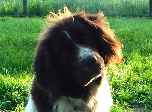Newfoundland Puppies media 12