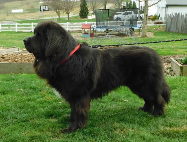 Newfoundland Puppies media 13