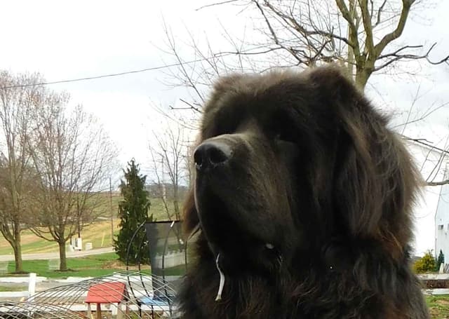 Newfoundland Puppies media 14