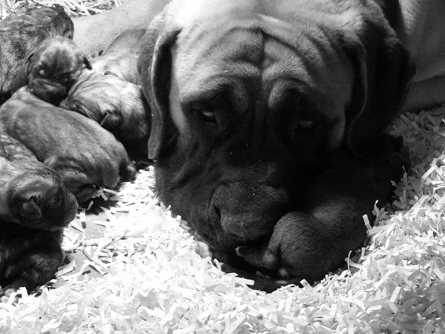 Amazing litter of English Mastiff puppies available breeder image 7