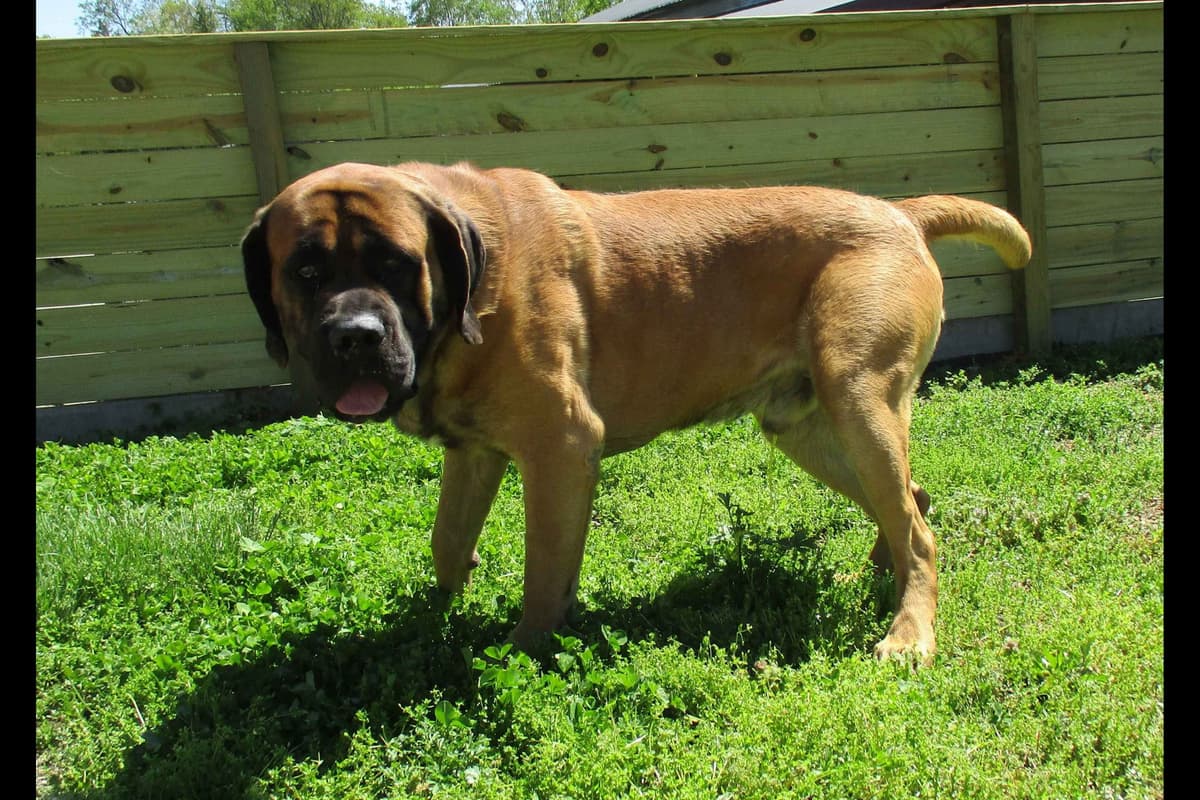 Amazing litter of English Mastiff puppies available breeder image 9