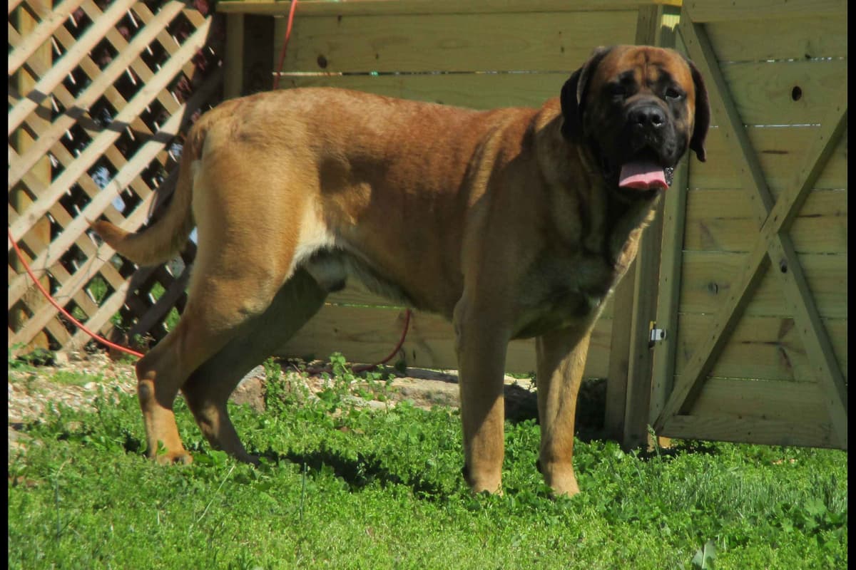 Amazing litter of English Mastiff puppies available breeder image 10