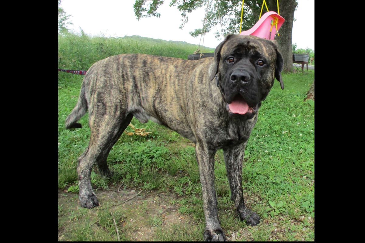 Amazing litter of English Mastiff puppies available breeder image 11