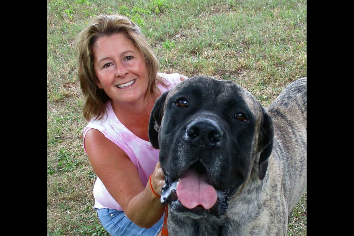 Amazing litter of English Mastiff puppies available breeder image 6