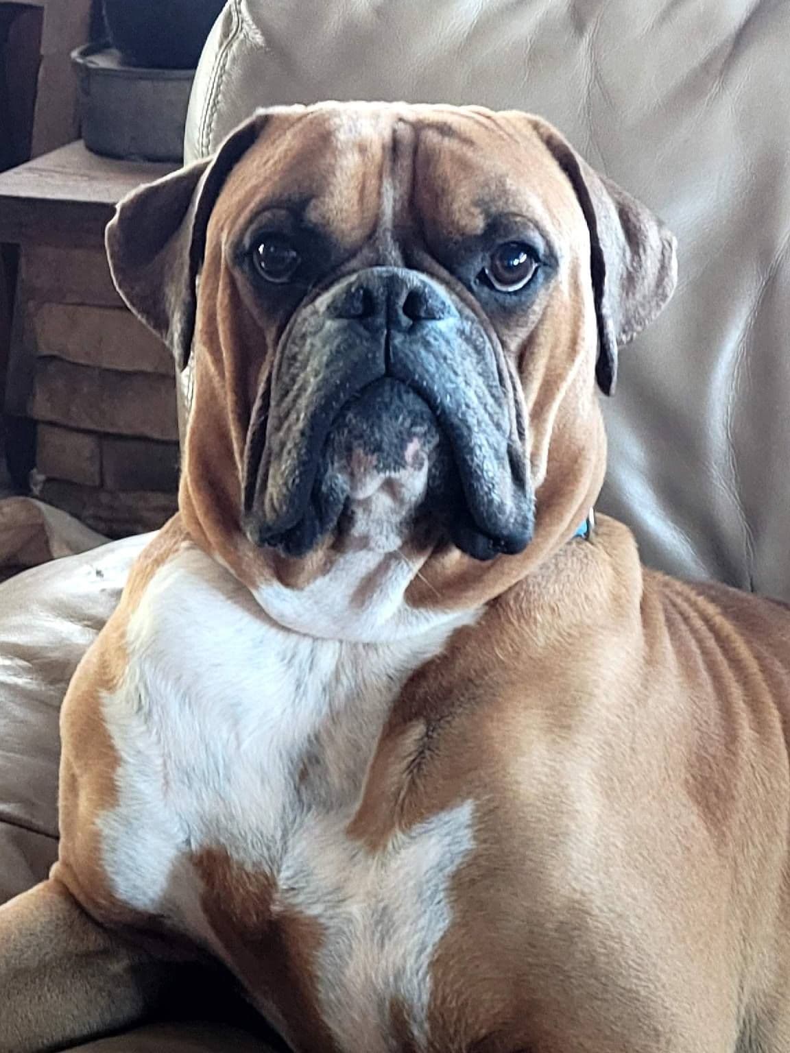 Amazing litter of English Mastiff puppies available breeder image 14