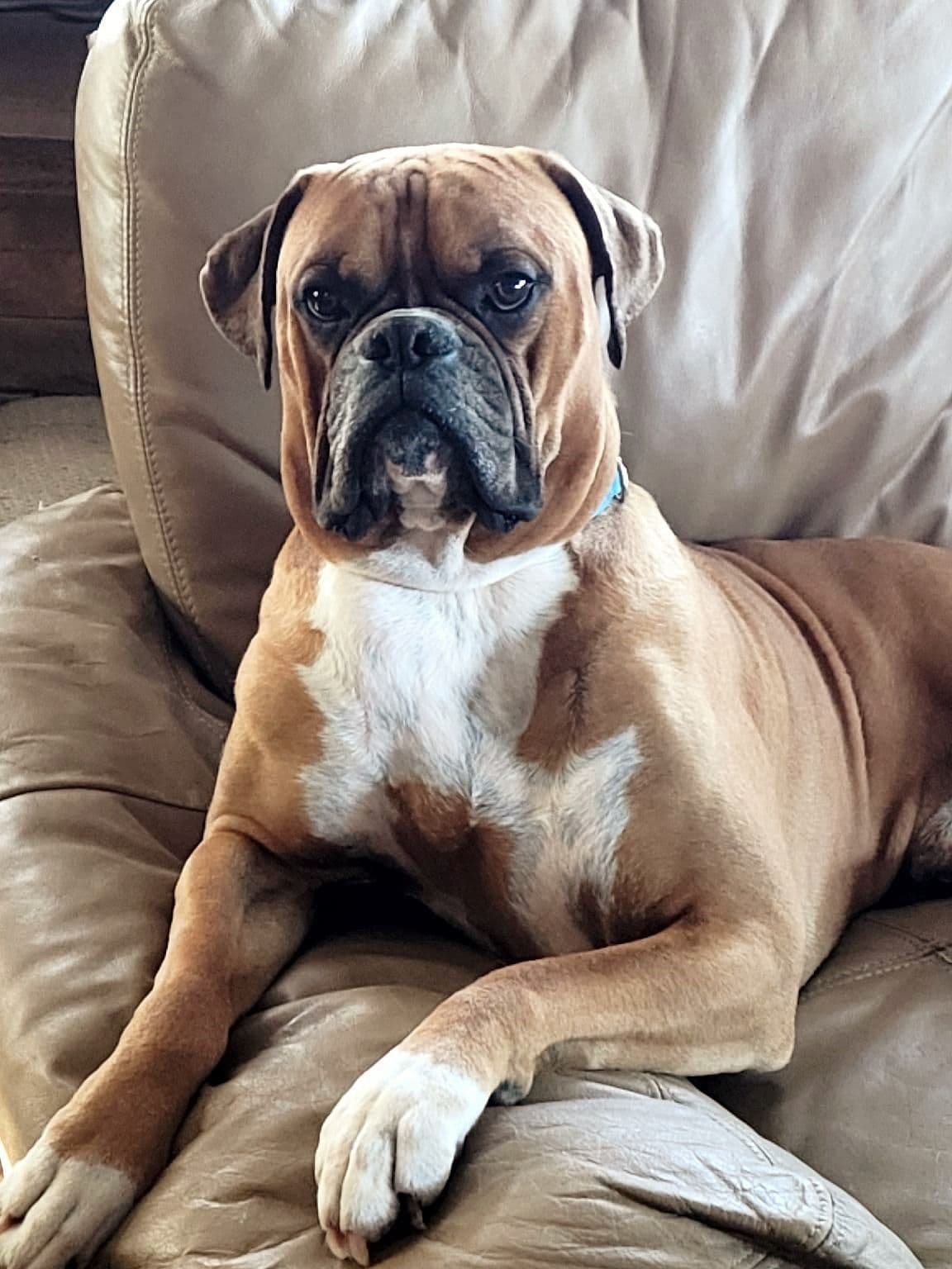 Amazing litter of English Mastiff puppies available breeder image 13