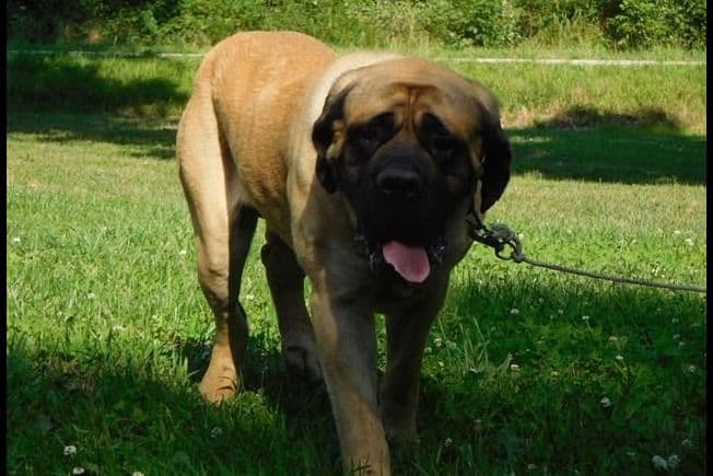Amazing litter of English Mastiff puppies available breeder image 4