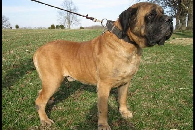 Amazing litter of English Mastiff puppies available breeder image 15