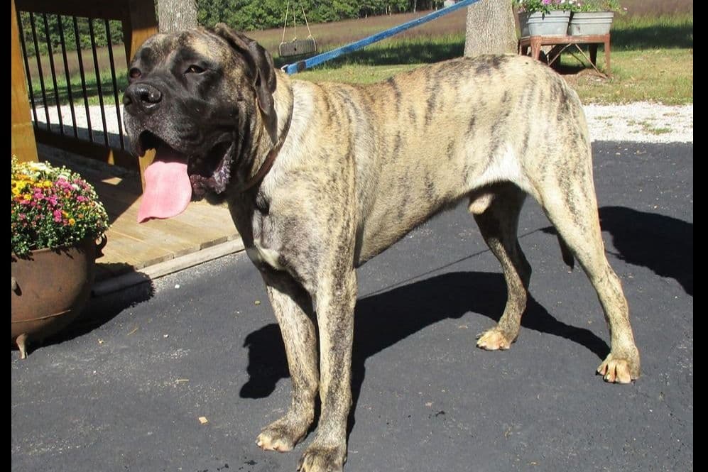 Amazing litter of English Mastiff puppies available breeder image 16
