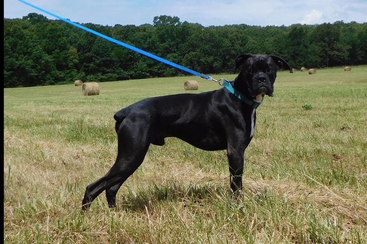 Amazing litter of English Mastiff puppies available breeder image 17