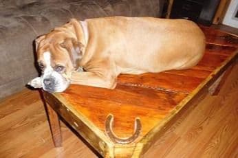 Amazing litter of English Mastiff puppies available breeder image 18
