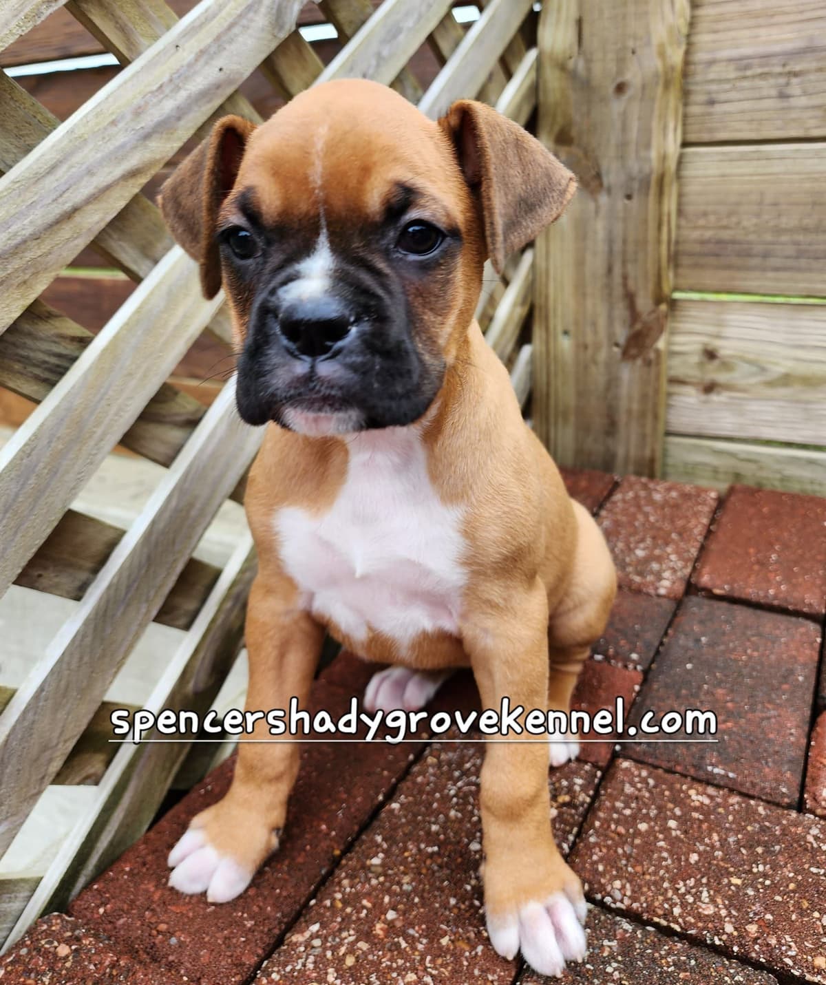 Amazing litter of English Mastiff puppies available breeder image 2