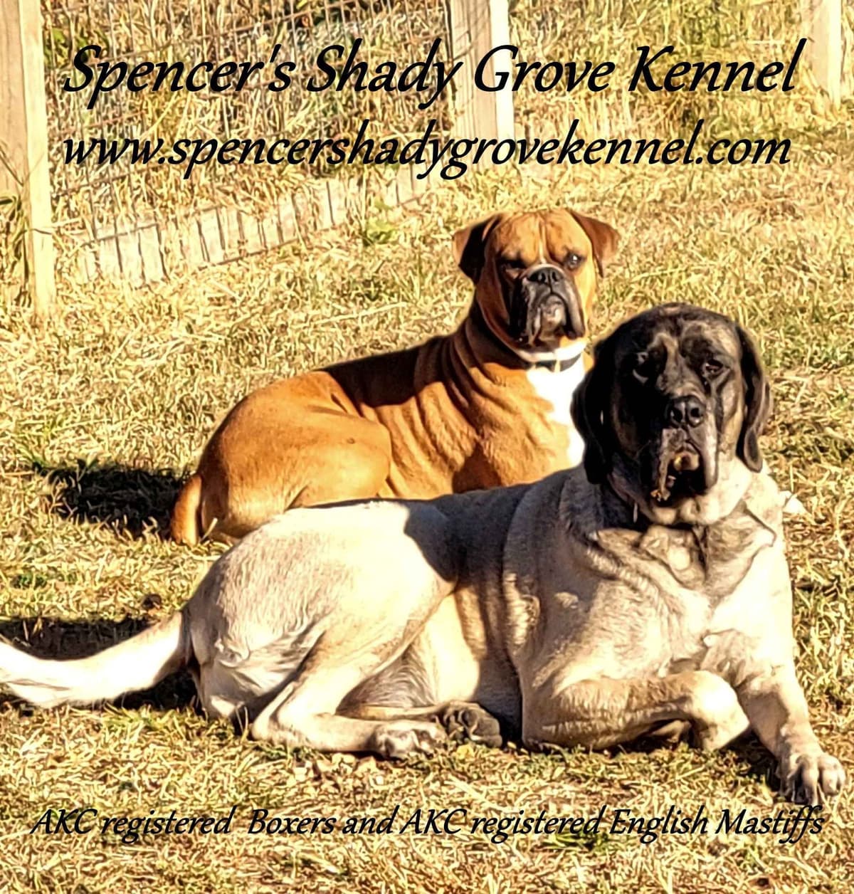 Amazing litter of English Mastiff puppies available breeder image 1