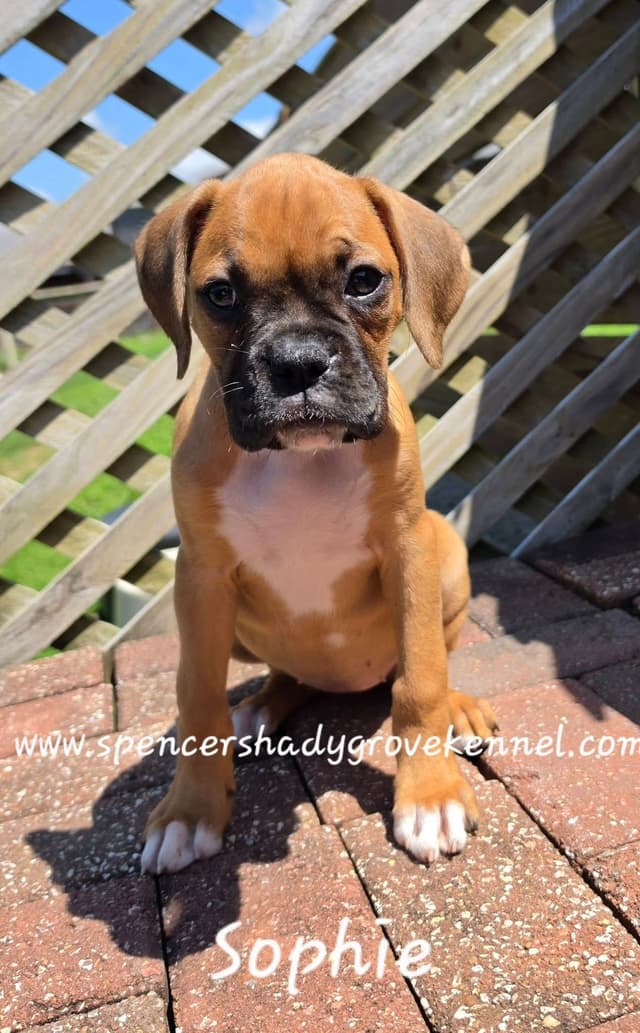 Boxer Puppies available from Spencer's Shady Grove Kennel, Cabool MO. media 2