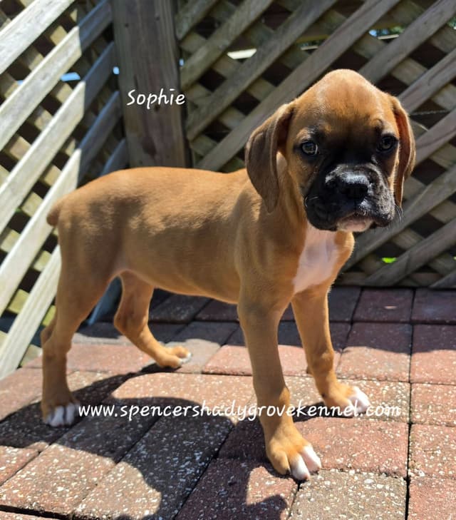 Boxer Puppies available from Spencer's Shady Grove Kennel, Cabool MO. media 3
