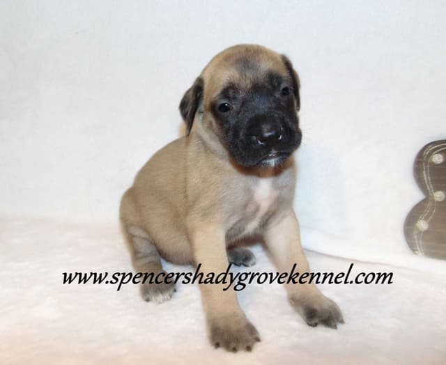 Amazing litter of English Mastiff puppies available media 2