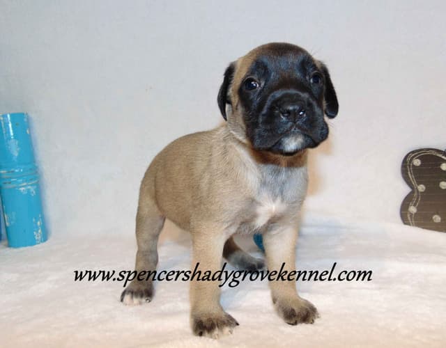 Amazing litter of English Mastiff puppies available media 3