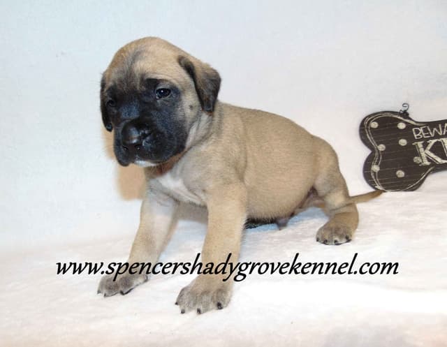 Amazing litter of English Mastiff puppies available media 4