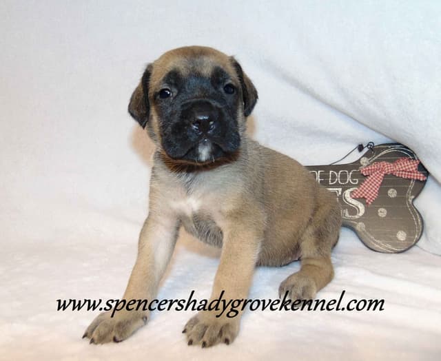 Amazing litter of English Mastiff puppies available media 5