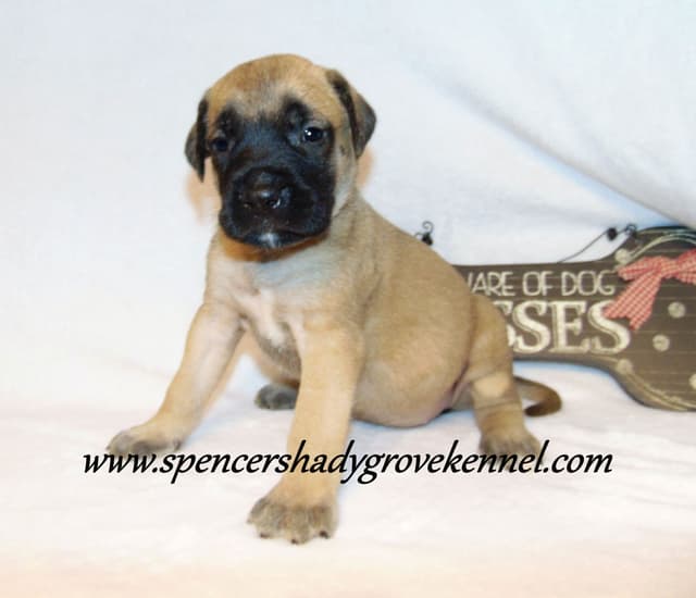 Amazing litter of English Mastiff puppies available media 6