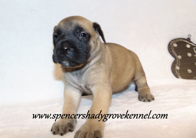 Amazing litter of English Mastiff puppies available media 7