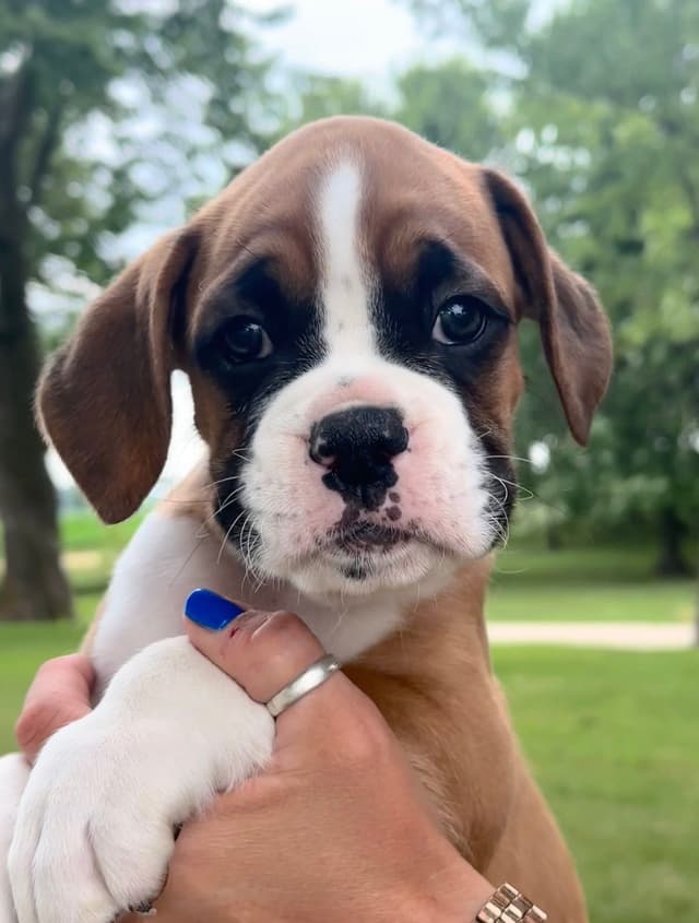 Champion Bloodline Boxer Puppies media 8
