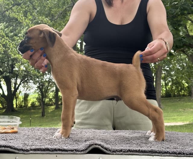 Champion Bloodline Boxer Puppies media 4