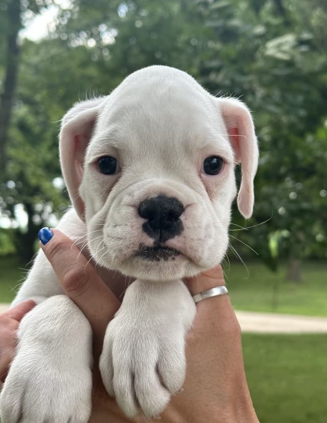 Champion Bloodline Boxer Puppies media 13