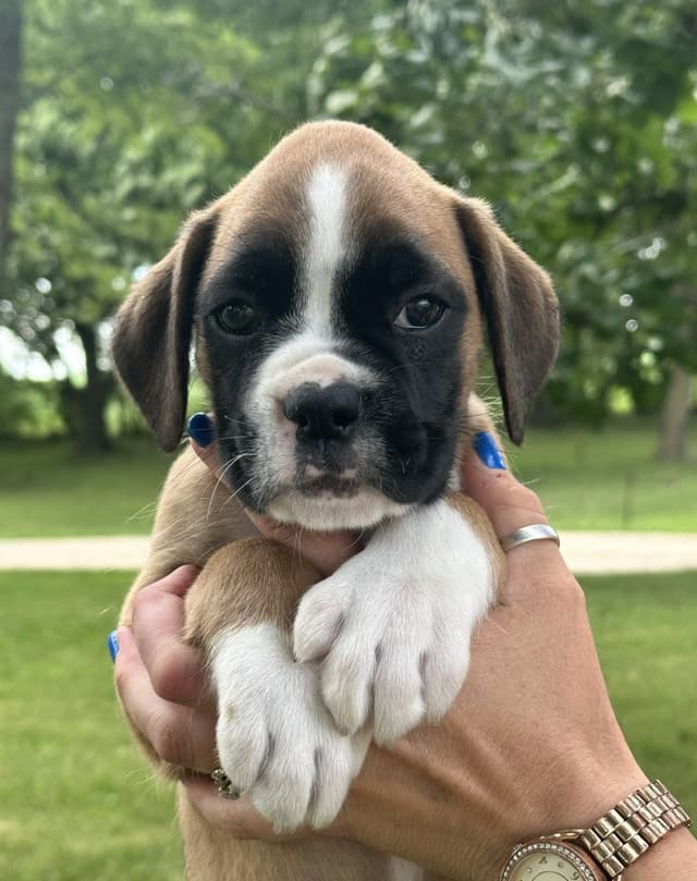 Champion Bloodline Boxer Puppies media 5