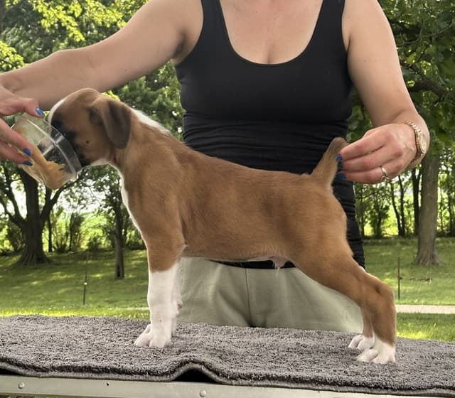 Champion Bloodline Boxer Puppies media 11
