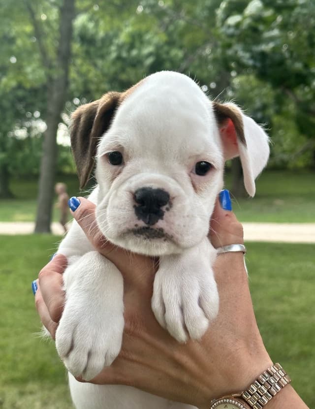 Champion Bloodline Boxer Puppies media 12