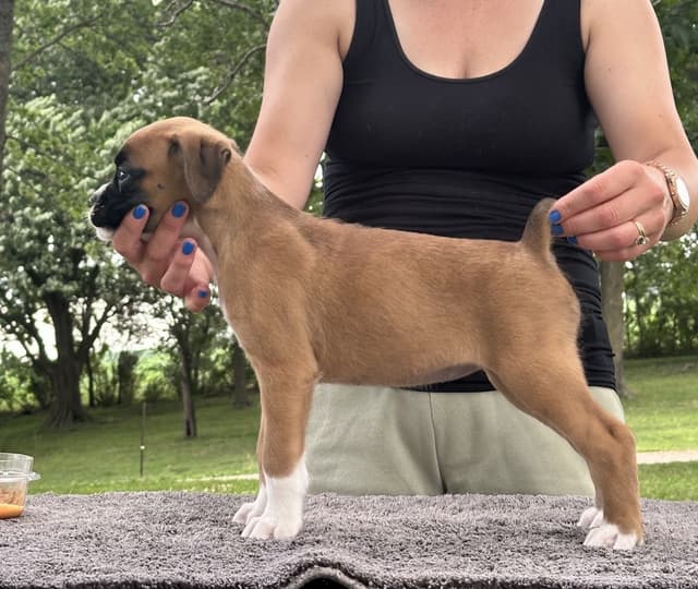 Champion Bloodline Boxer Puppies media 6
